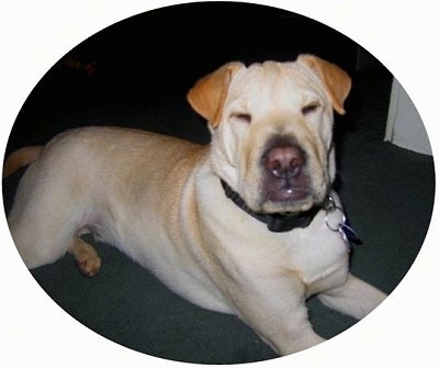 A cream with tan Lab Pei is laying on a dark green carpet. There is a solid white vignette around the dog. Its eyes are closed. The dog has a boxy snout