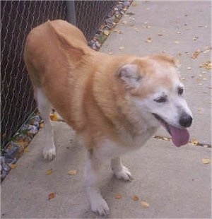 View from the top looking down - A medium-coated, graying, tan with white mixed breed dog is standing on a sidewalk in front of a chain-link fence and it is looking to the right. Its mouth is open and its tongue is out.