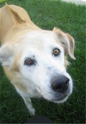 Close up view from the head looking down to the rest of the body - A medium-coated, graying, tan with white mixed breed dog is standing in grass and looking up.