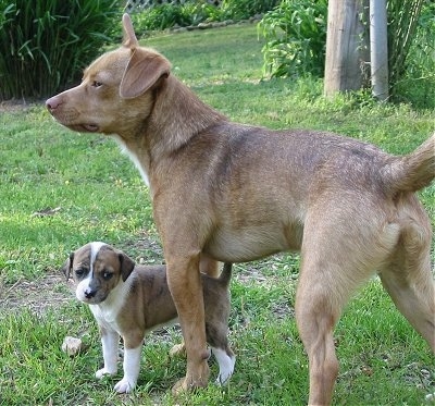 Brindle Dog Breeds