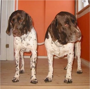 Dog Breeds, Old Danish Pointer