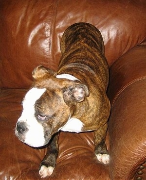 View from the top looking down at the dog - A brown brindle with white Olde English Bulldogge puppy is standing in a brown leather arm chair looking to the left.