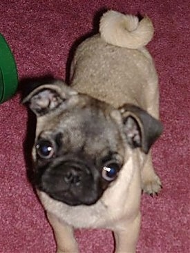 Close up view from the top looking down at the dog - A tan with black Pug puppy is standing on a red carpet and it is looking up. Its head is tilted to the right. Its tail is curled up over its back.