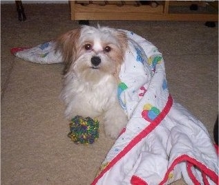 Front view - A long-haired, white with red Papastzu dog laying on a tan carpeted floor partially covered in a white blanket that has colorful red, blue, green and yellow pictures on it and a fuzzy ball toy in front of its paws. The dog is looking up and it is looking forward.