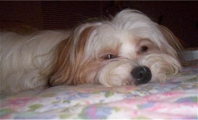 Close up head shot view level with the dogs head - A long-haired, white with red Papastzu is laying down on a bed with its sleepy eyes part way open.