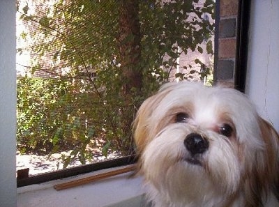 Close up head shot - A long-haired, white with red Papastzu dog standing next to a window looking towards the camera with its head slightly tilted to the right. There is a view of a tree out of the window.