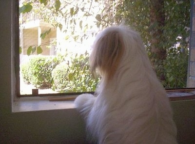 Close up head and upper body shot - The backside of a long-haired white with red Papastzu dog jumped up with its front paws on a window sill looking out of the window.