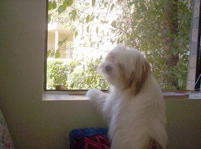 The backside of a long-haired white with red Papastzu dog jumped up with its front paws on a window sill looking to the left.