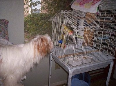 Side view - The upper half of a long-haired, white with red Papastzu dog  looking at a bird in a white bird cage in front of it.