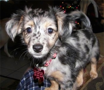 Front side view - A merle, black, grey, white and tan Papshund puppy is standing on the arm of a couch and on a persons lap looking forward.