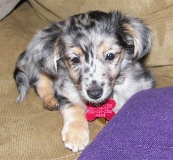 Close up front view - A merle, black, grey, white and tan Papshund puppy is laying on a tan couch with a purple pillow in front of it.