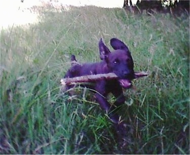 Action shot - A Patterdale Terrier puppy is running through tall grass with a stick in its mouth.