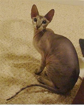 Peterbald Catclass=cosplayers