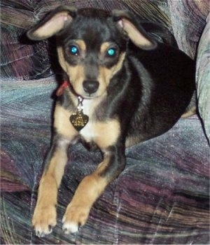 A black with tan and white Jack Chi puppy is laying on a couch. Its front paws are over the edge