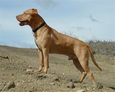 Zeppelin, the Pitbull Terrier as an adult, at 2 years old