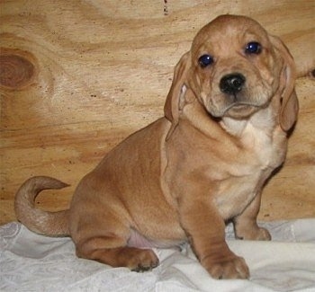 An extra skinned tan with white and black Plica puppy is sitting on a bed and it is looking forward. There is a wooden board behind it. It has long drop ears. The puppy has a lot of extra skin.