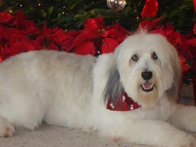 A blue-eyed, white with black Polish Lowland Sheepdog is laying on a concrete surface.