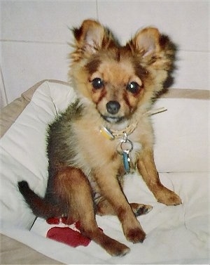 Close up front side view - A perk-eared, tan with white Pom-Silk puppy is sitting in a tan dog bed looking forward.