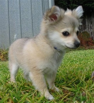 Close up front side view - A tan with white Pomchi puppy is standing on grass and looking down and to the right.