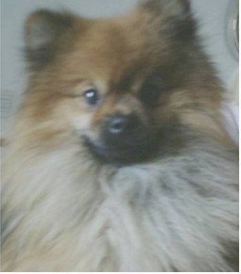 Close up head shot - A fluffy brown with white Pomeranian is looking forward.