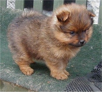 Pomeranian_Puppy.jpeg