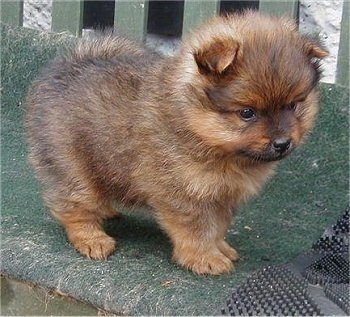 Pomeranianpuppies Care on Adult Pomeranian   Mayarose Georgie Boy  A Red Sable  Kc