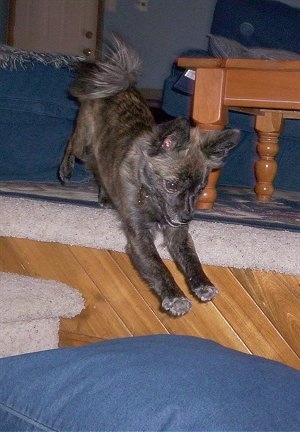 Action shot - A black with tan and white Pomston is jumping off of a top step onto a blue jean pillow.