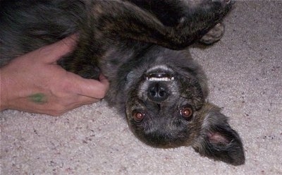 Close up upside down head shot - A black with tan and white Pomston is laying on its back and it is looking up. Its top row of teeth are showing. There is a hand petting its side.