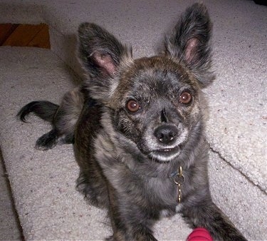 Close up view from the front - A perk-eared, brown-eyed, black with tan and white Pomston dog is laying across a tan carpeted step with a red toy in front of it.