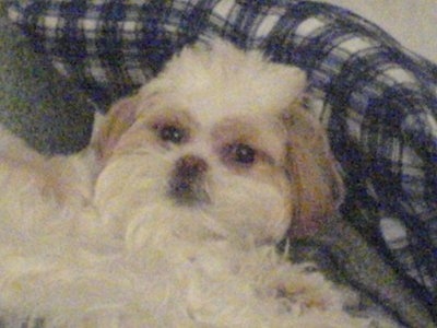 Close up head and upper body shot - a long coated white with tan Poochin dog is laying against a blue and white plaid pillow and it is looking up.