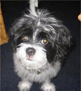 Close up front view - A black and white Poochin is sitting on a blue carpet and it is looking up.