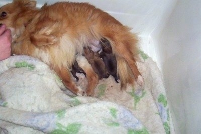 Close up - A fluffy, tan with white Poshies dog is laying on her back belly up as she nurses her newborn litter of puppies. There is a person petting her neck.