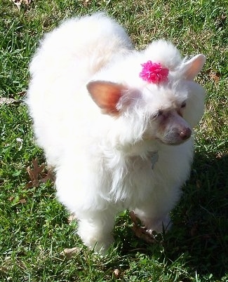 Precious the Chinese Crested Powder Puff is standing in grass with a pink ribbon in its hair