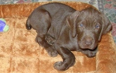 Close up side view - A brown Pudelpointer dog puppy is laying at the back corner of a copper colored dog bed looking up. There is a purple and green plush toy to the left.