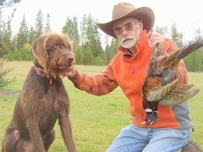 A brown Pudelpointer dog is sitting in grass and it is looking to the right. There is a man in a brown cowboy hat, orange shirt and blue jeans kneeling with a dead bird in his hand next to the dog.