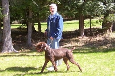A brown Pudelpointer dog is heeling on a leash next to a man in a blue jean jacket and pants walking across a lawn next to a line of pine trees.