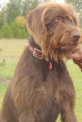 Close up front side view - A wiry-looking, brown Pudelpointer dog is sitting in grass looking to the right. Its mouth is slightly open.