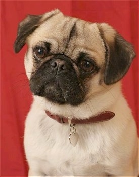 Close up front view head and upper body shot - A tan with black wrinkly faced Puginese dog is sitting in front of a red backdrop and its head is tilted to the right.