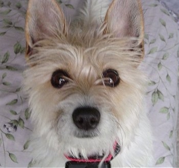 Close up head shot - Topdown view of a medium coated white with tan Rashon dog that is sitting on a bed and it is looking up.