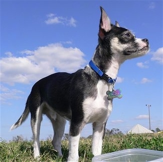 What are some common traits of a Chihuahua rat terrier mix?