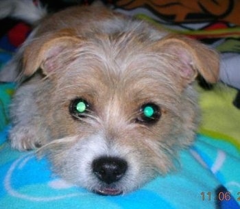 Close up front view - A wiry looking white and tan Ratshi Terrier is laying down on a teal blue blanket and it is looking forward.