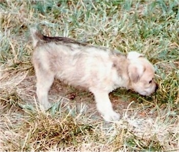 Right Profile - A small tan with black Rustralian Terrier puppy dog is sniffing the grass in front of it.