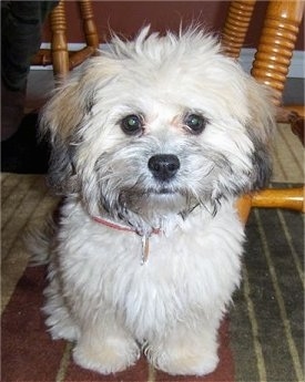 Shih  Puppies on Shih Poo Pictures And Photos Hybrid Dogs  1