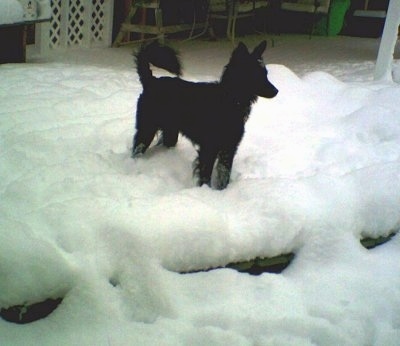 Pierre, the Schipper-Poo (Schipperke / Poodle hybrid) at about 1 year old