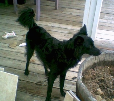 Pierre, the Schipper-Poo (Schipperke / Poodle hybrid) at about 1 year old