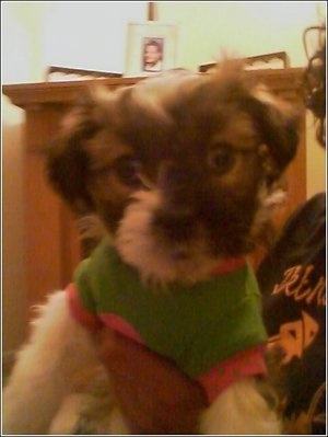 Close up front view - A multi-colored Schnau-Tzu is wearing a green with pink shirt and it is being held in the air by a person inside of a house.