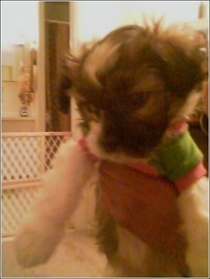 Close up - A multi-colored Schnau-Tzu is wearing a green with pink shirt, it is being held in the air by a person, it is looking down and to the left.