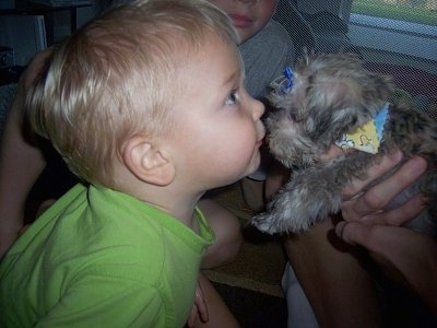 Ty, the Schnese (Havanese / <b>Mini Schnauzer</b> hybrid) at 8 weeks old weighing - SchneseMiniSchnauzerHavaneseHybridTY8Weeks2pounds1