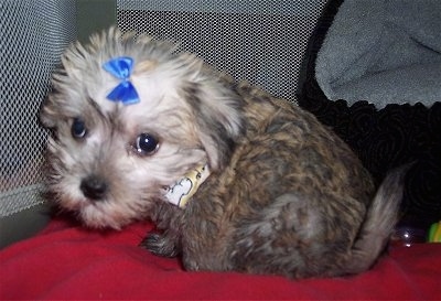 The right side of a tan with black Schnese puppy that is sitting on a red pillow and it is looking forward. It has a blue ribbon on its head.