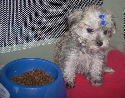 A tan with black Schnese puppy is wearing a blue ribbon on its head sitting on a red pillow. There is a blue bowl of kibble food to the left of it.